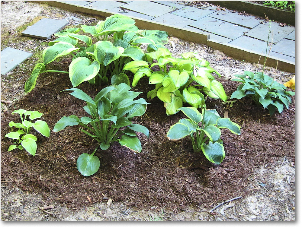 Susie'sGarden_2010Jul_IMG_0136