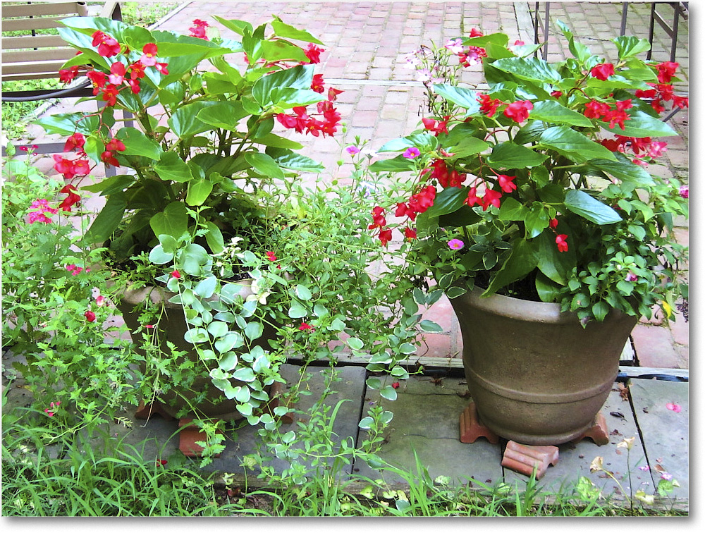 Susie'sGarden_2010Jul_IMG_0137