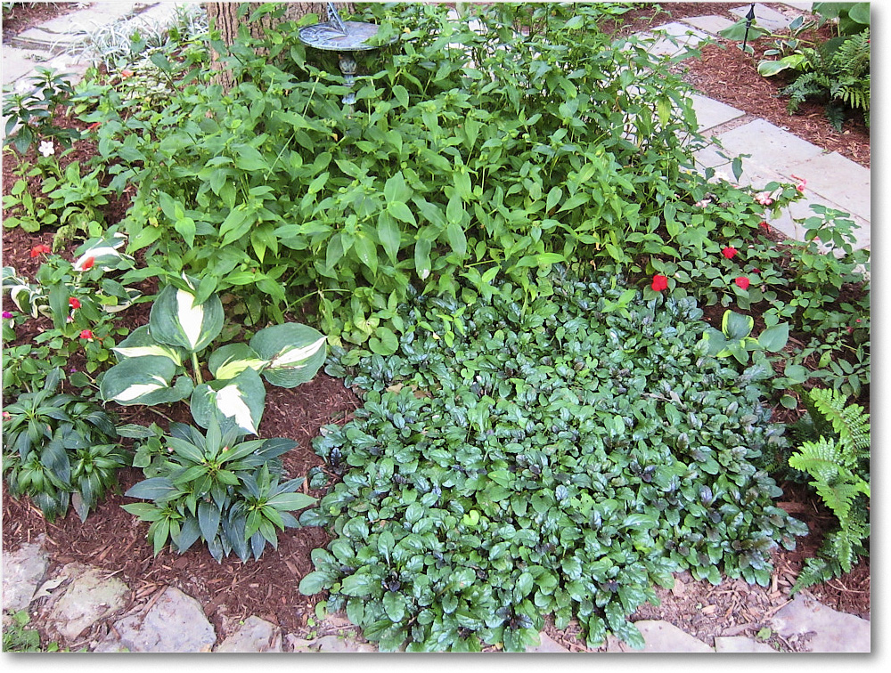 Susie'sGarden_2010Jul_IMG_0140