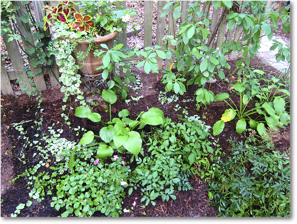 Susie'sGarden_2010Jul_IMG_0143