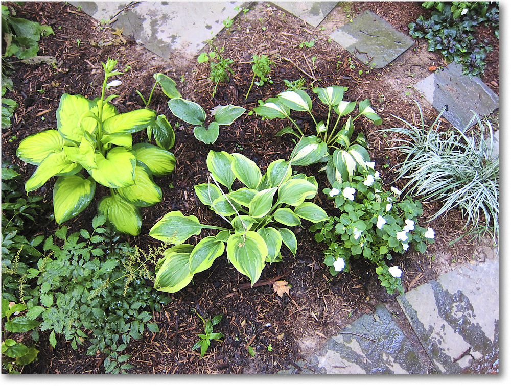 Susie'sGarden_2010Jul_IMG_0145