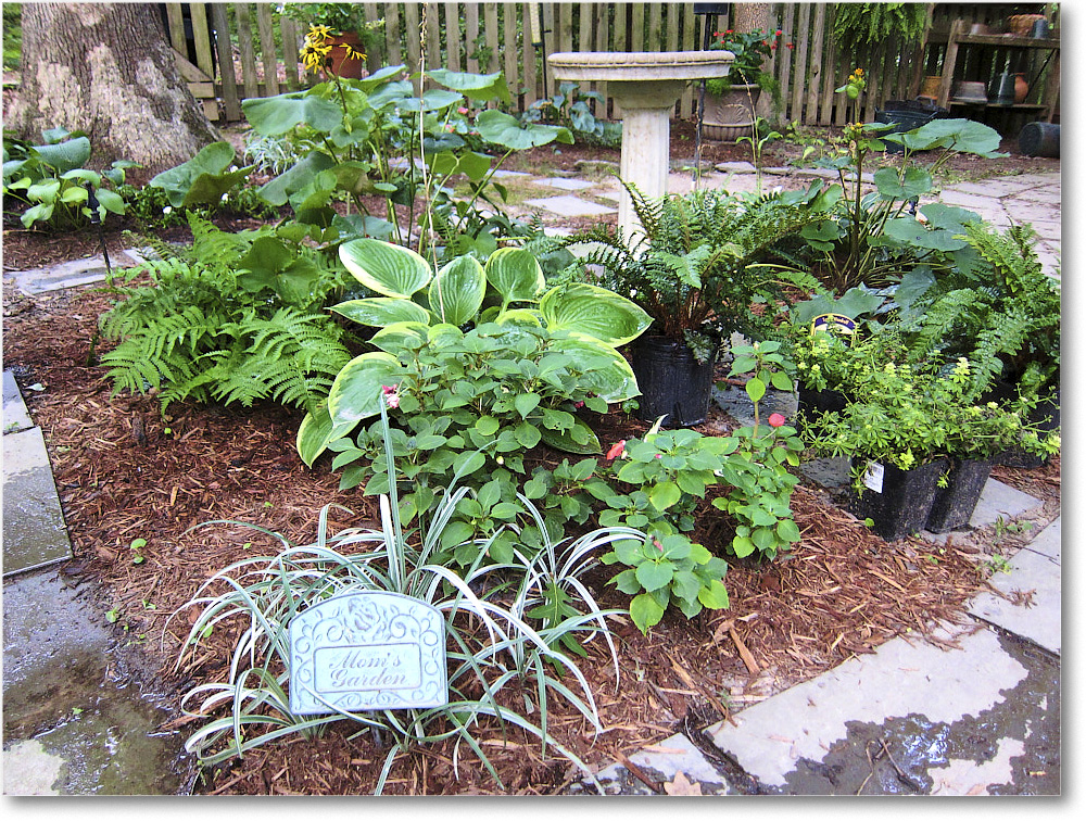 Susie'sGarden_2010Jul_IMG_0152