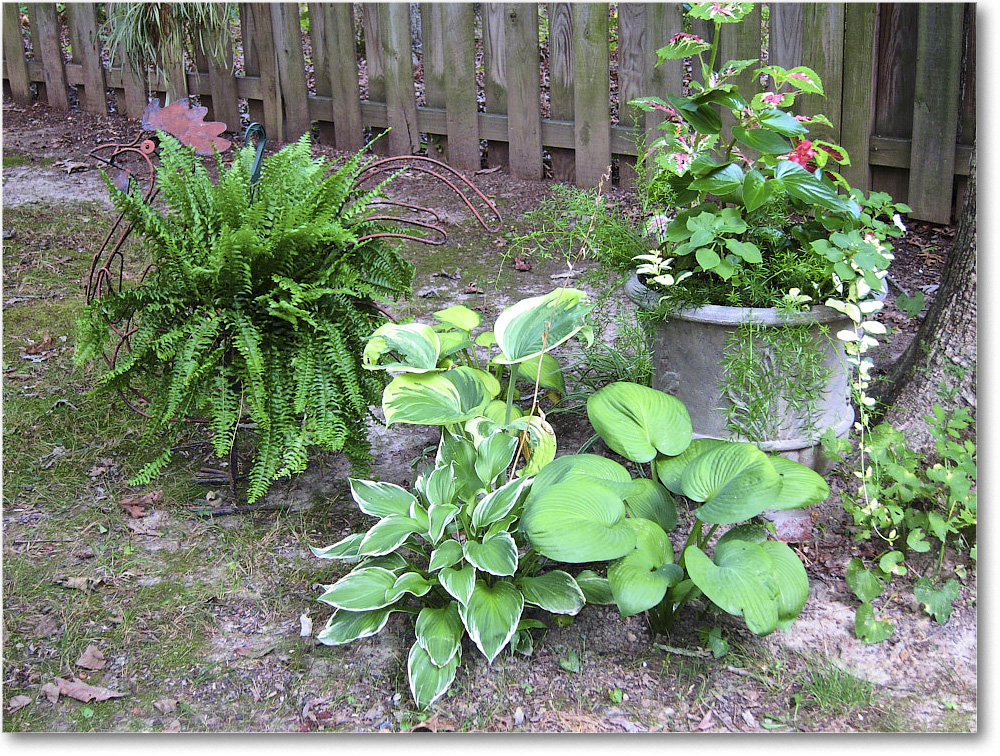Susie'sGarden_2010Jul_IMG_0154
