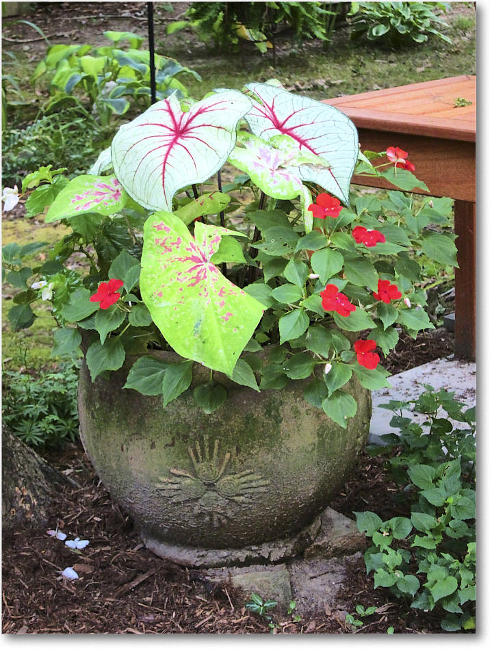 Susie'sGarden_2010Jul_IMG_0155