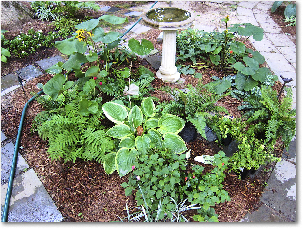 Susie'sGarden_2010Jul_IMG_0156