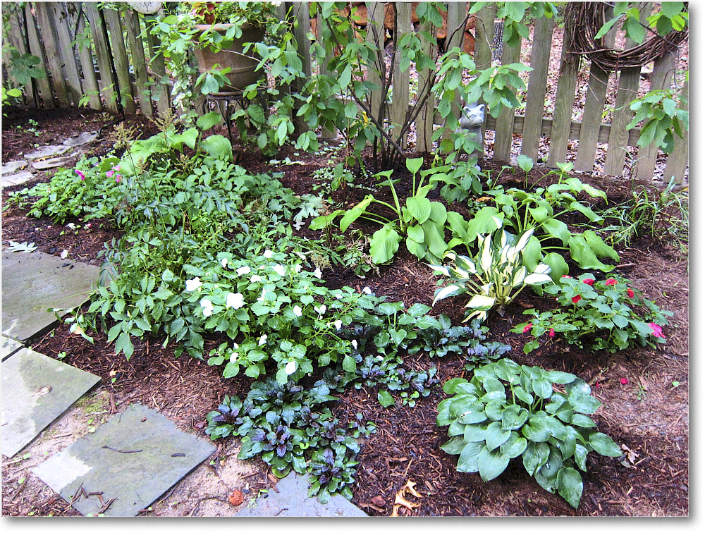 Susie'sGarden_2010Jul_IMG_0157