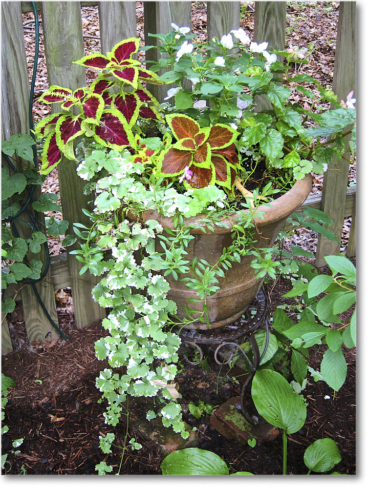 Susie'sGarden_2010Jul_IMG_0158