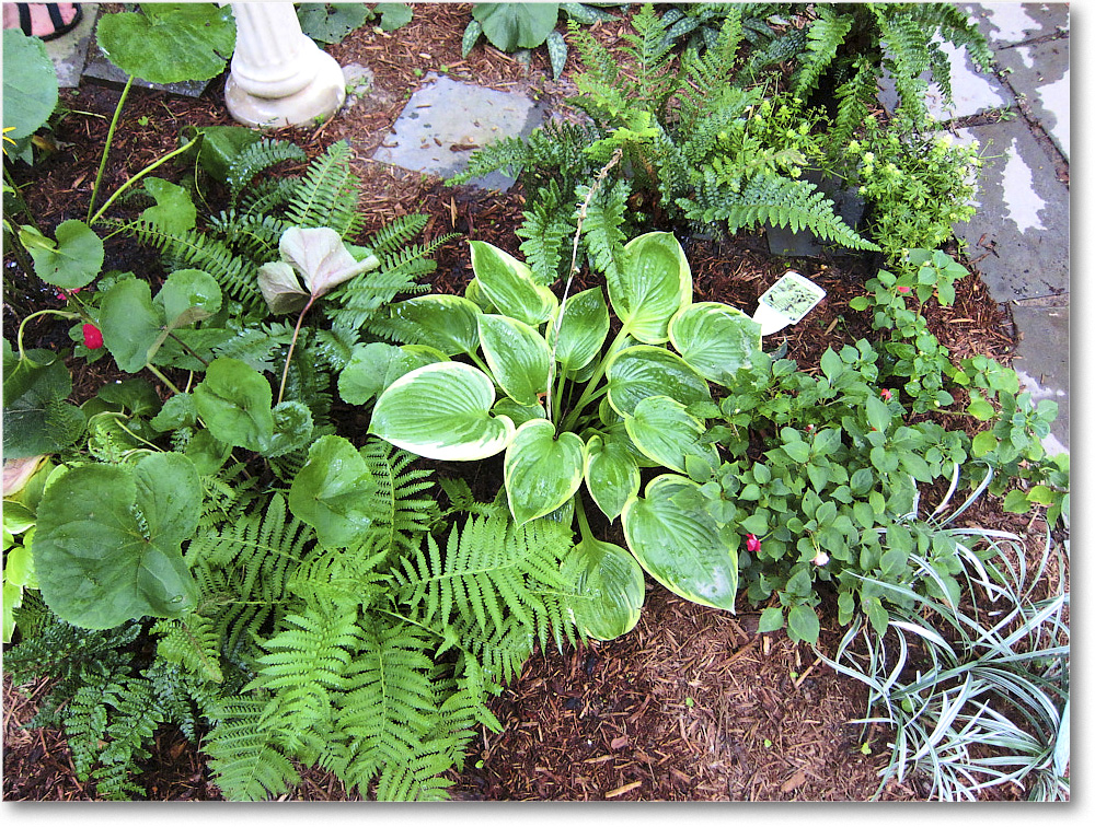 Susie'sGarden_2010Jul_IMG_0162