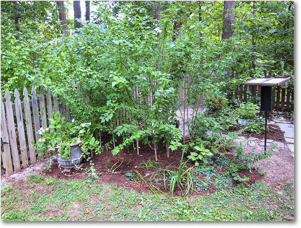 Susie'sGarden_2010Jul_IMG_0184