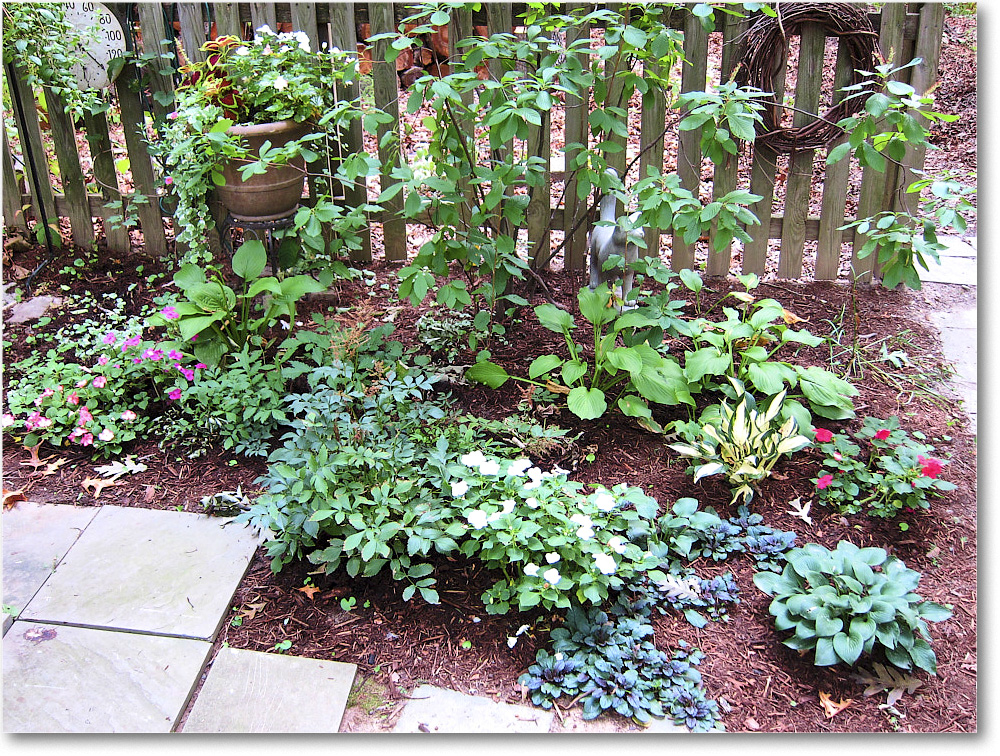 Susie'sGarden_2010Jul_IMG_0188