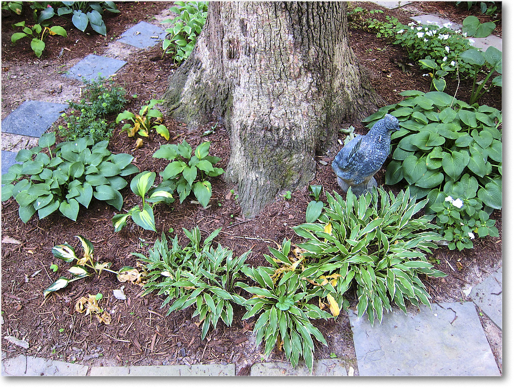 Susie'sGarden_2010Jul_IMG_0193