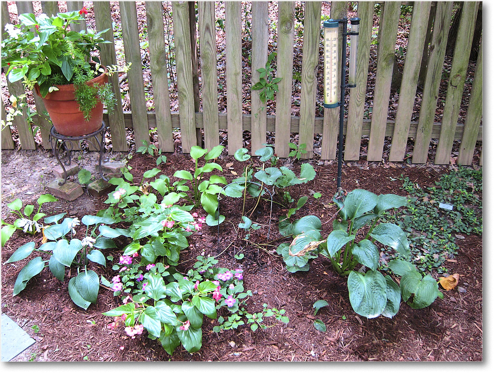 Susie'sGarden_2010Jul_IMG_0197