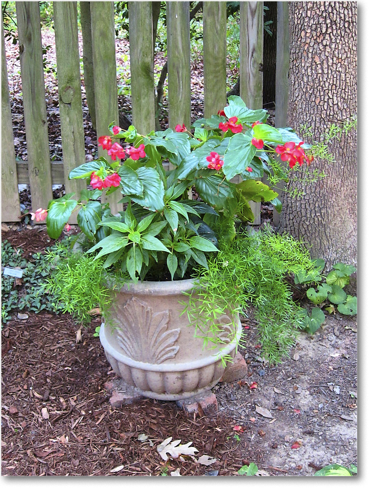 Susie'sGarden_2010Jul_IMG_0198