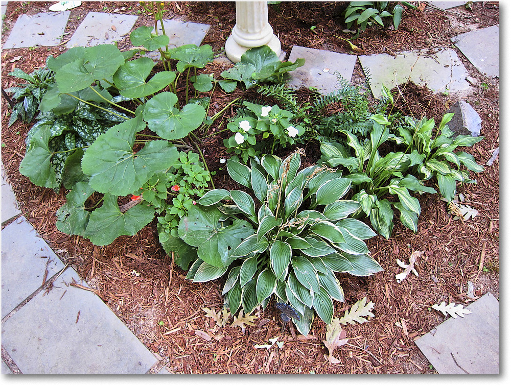 Susie'sGarden_2010Jul_IMG_0200