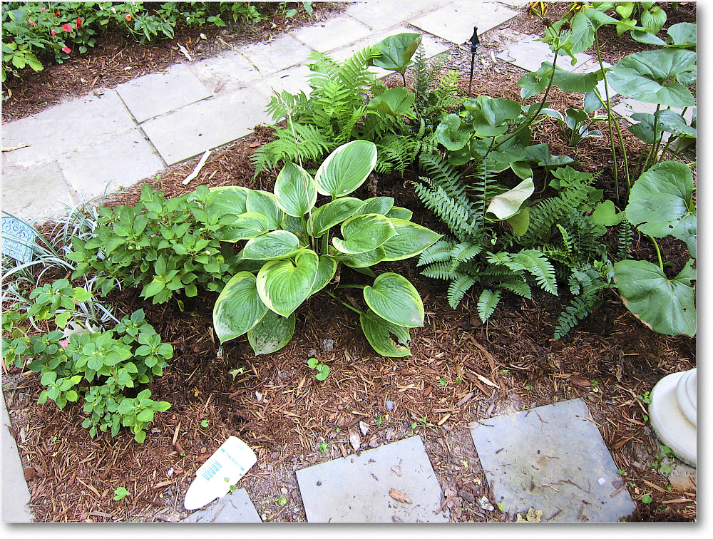 Susie'sGarden_2010Jul_IMG_0201