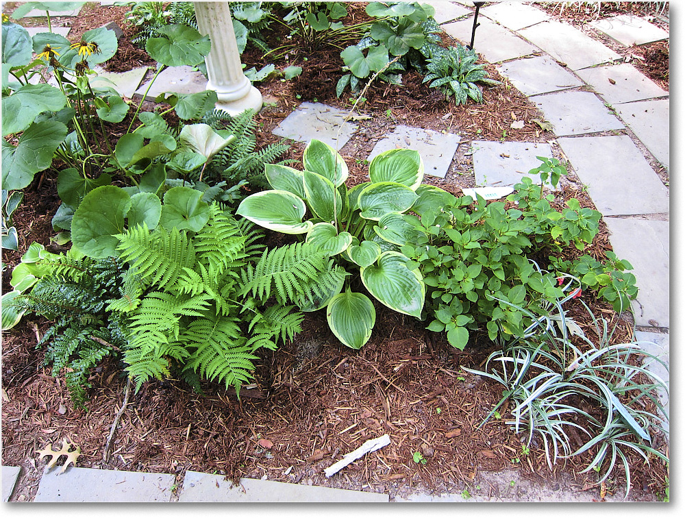 Susie'sGarden_2010Jul_IMG_0202