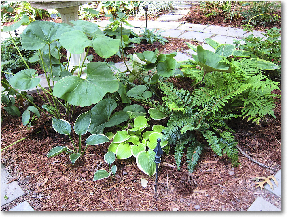 Susie'sGarden_2010Jul_IMG_0204
