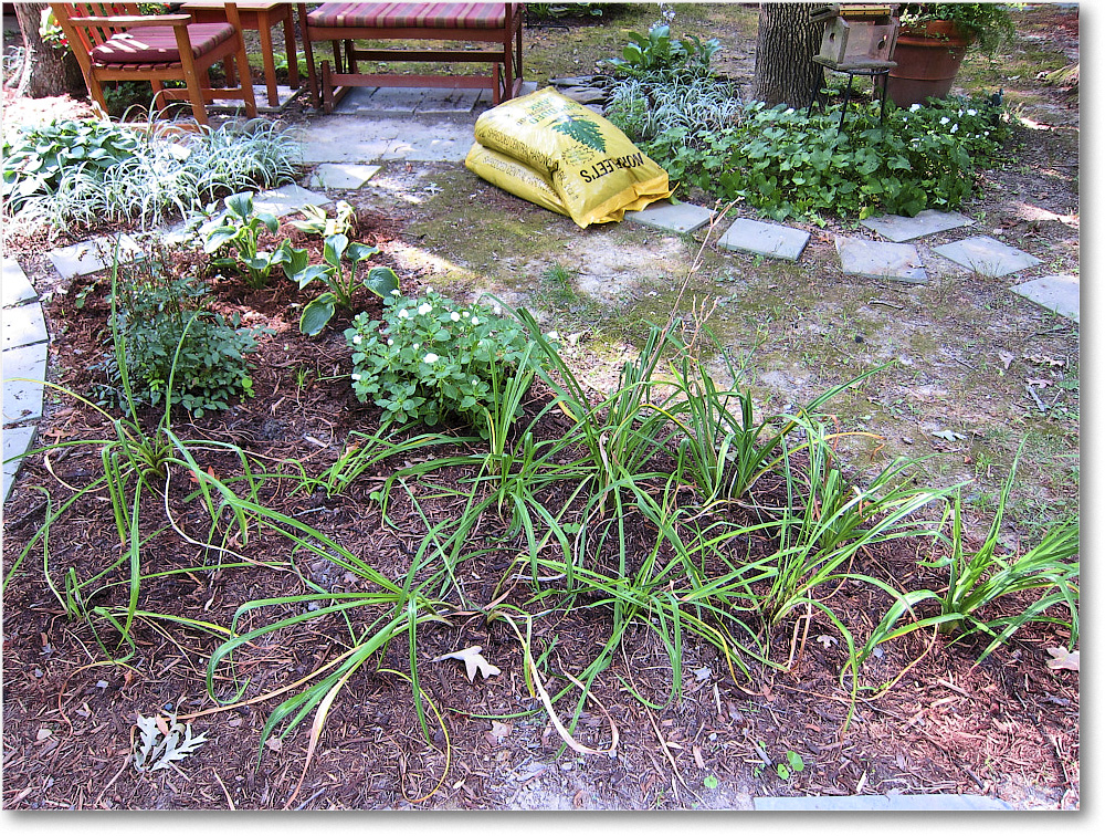 Susie'sGarden_2010Jul_IMG_0205
