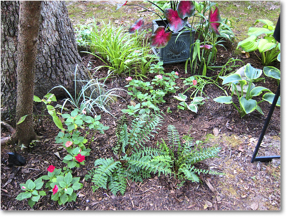 Susie'sGarden_2010Jul_IMG_0212