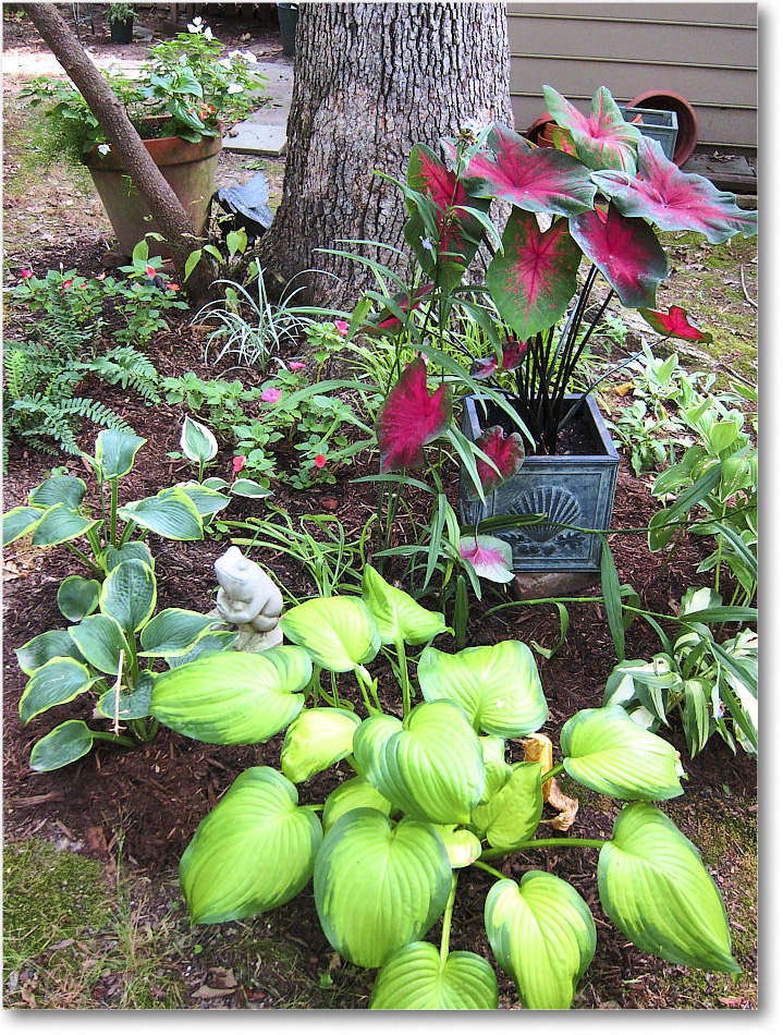 Susie'sGarden_2010Jul_IMG_0214