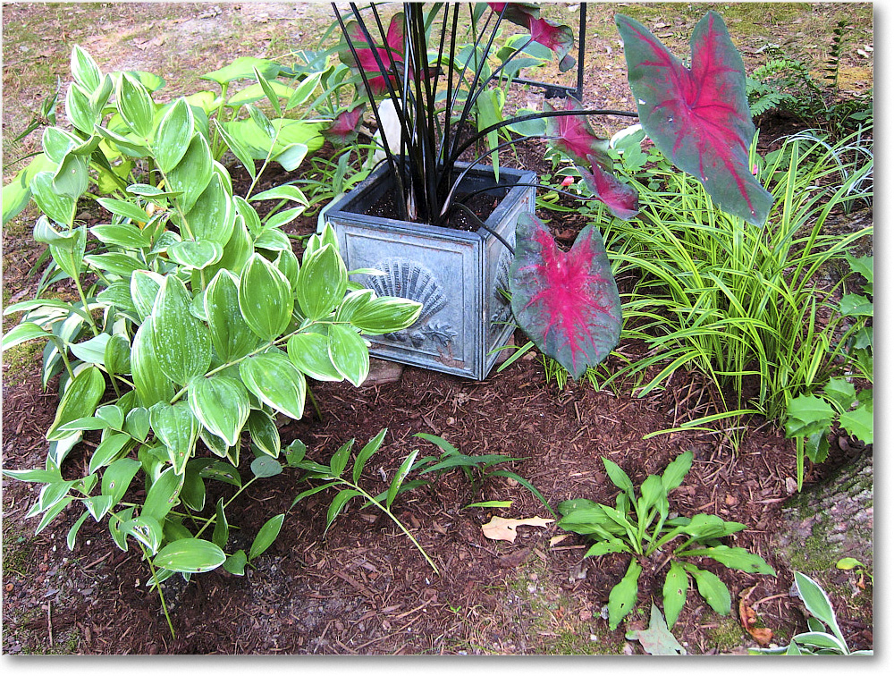 Susie'sGarden_2010Jul_IMG_0215