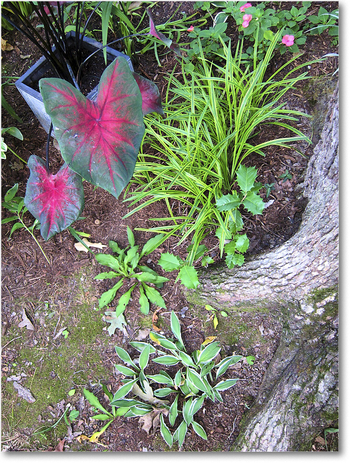 Susie'sGarden_2010Jul_IMG_0216