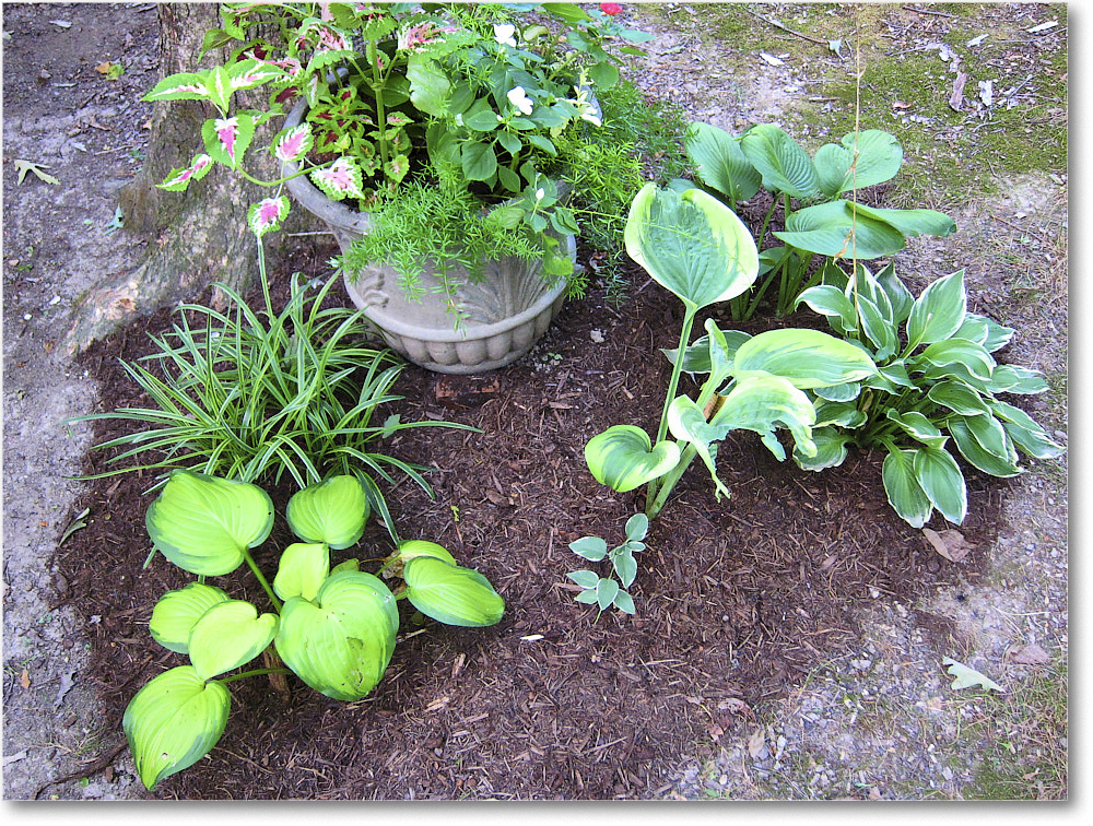 Susie'sGarden_2010Jul_IMG_0218