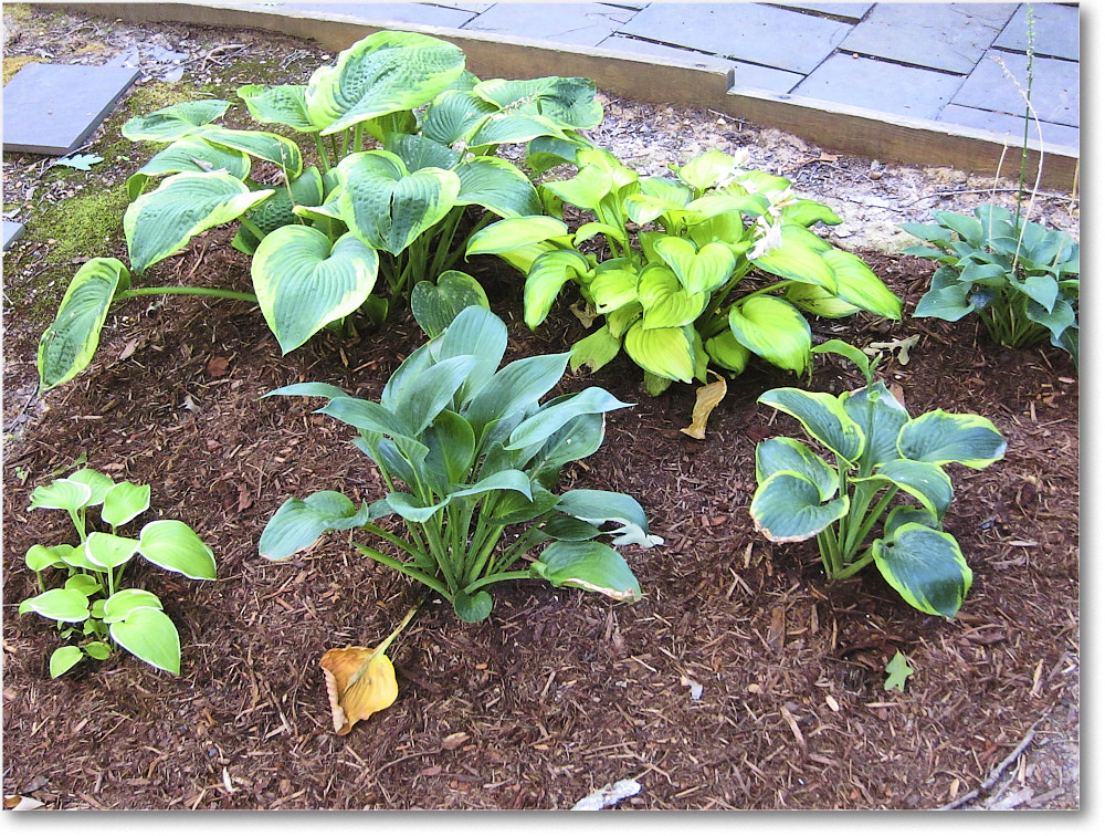 Susie'sGarden_2010Jul_IMG_0220