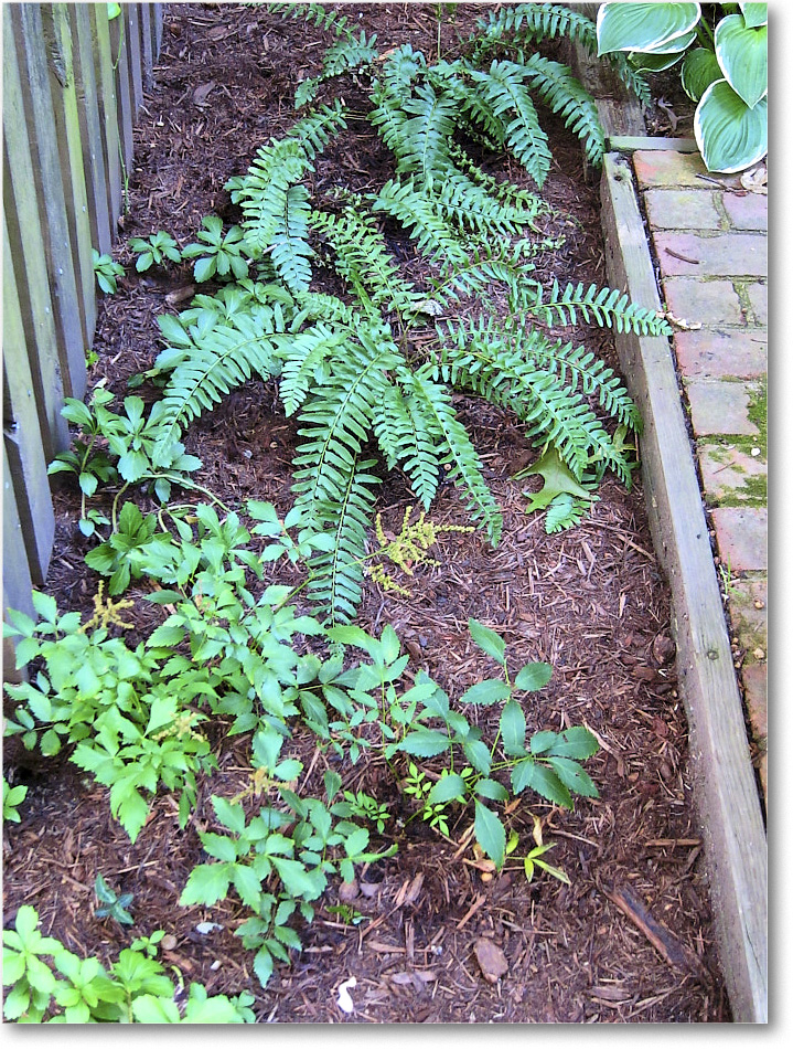 Susie'sGarden_2010Jul_IMG_0221