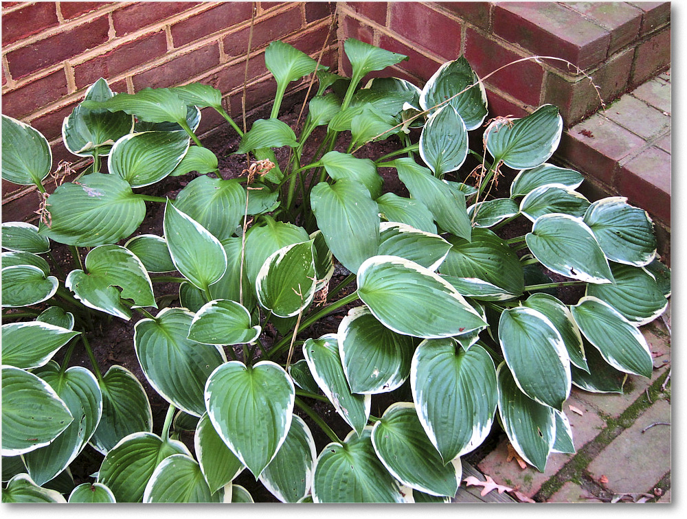 Susie'sGarden_2010Jul_IMG_0222