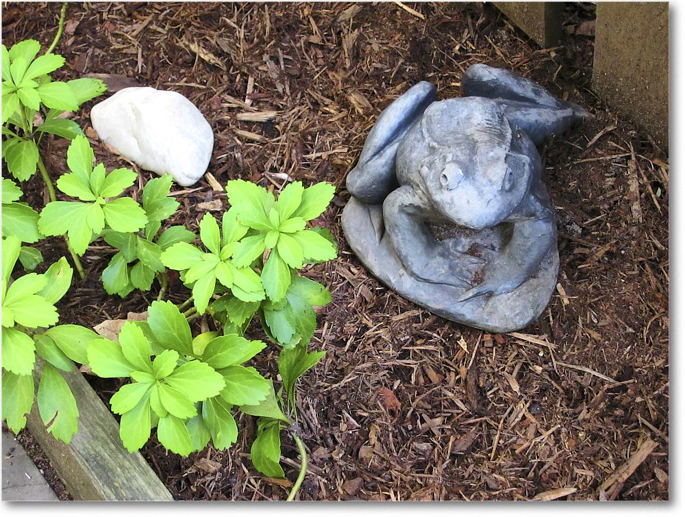 Susie'sGarden_2010Jul_IMG_0224