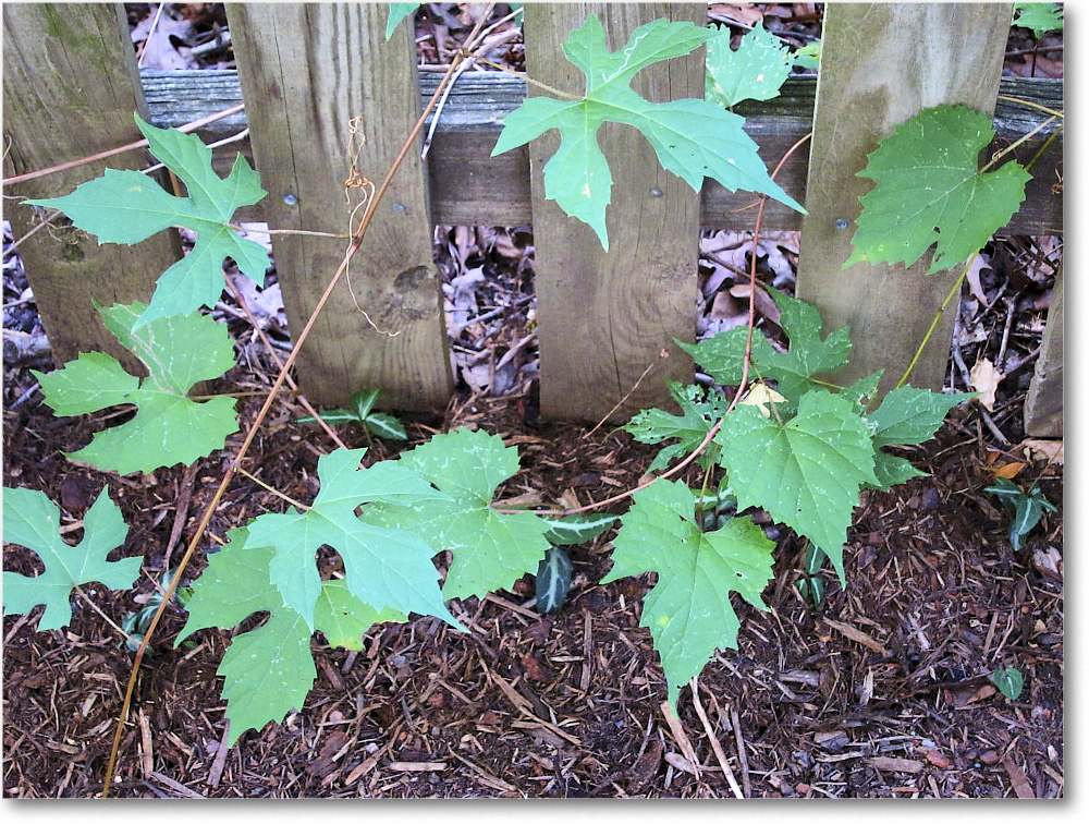Susie'sGarden_2010Jul_IMG_0225