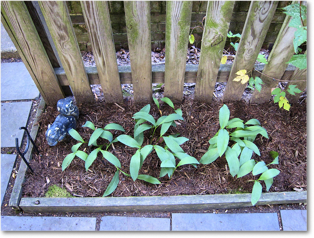 Susie'sGarden_2010Jul_IMG_0226