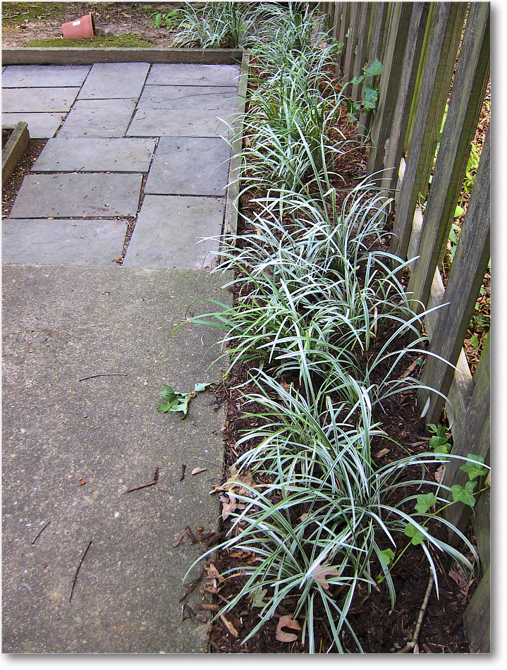 Susie'sGarden_2010Jul_IMG_0227