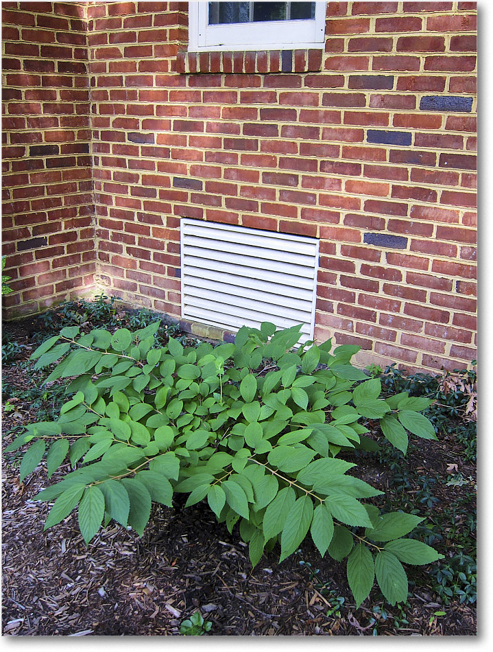 Susie'sGarden_2010Jul_IMG_0228