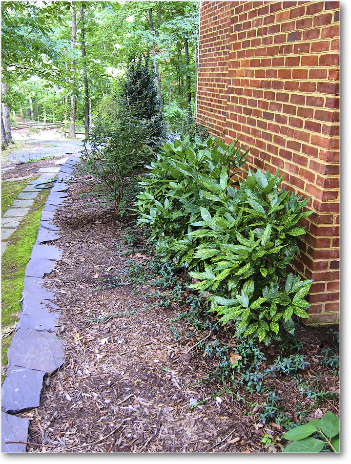 Susie'sGarden_2010Jul_IMG_0229