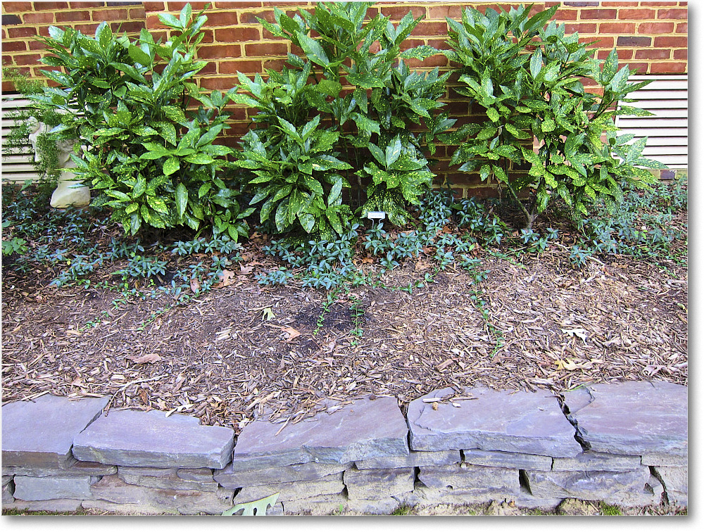 Susie'sGarden_2010Jul_IMG_0230