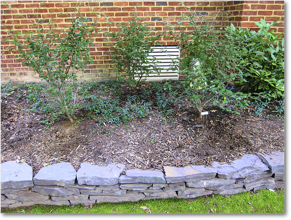 Susie'sGarden_2010Jul_IMG_0231