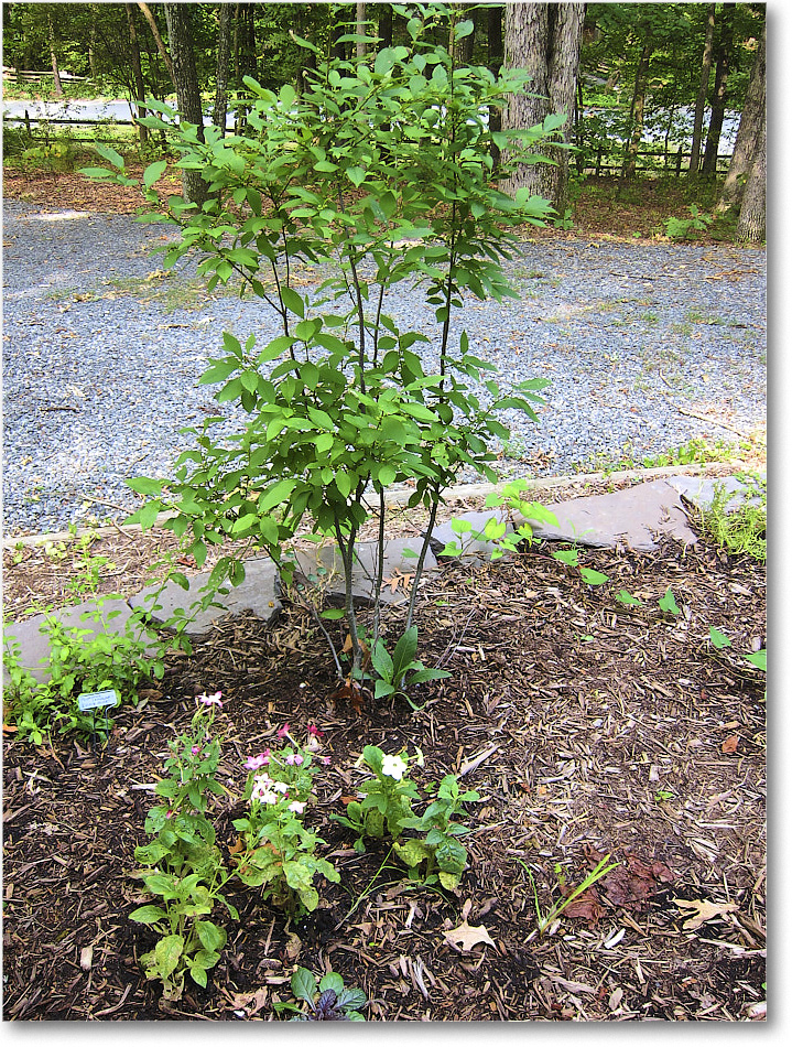 Susie'sGarden_2010Jul_IMG_0235