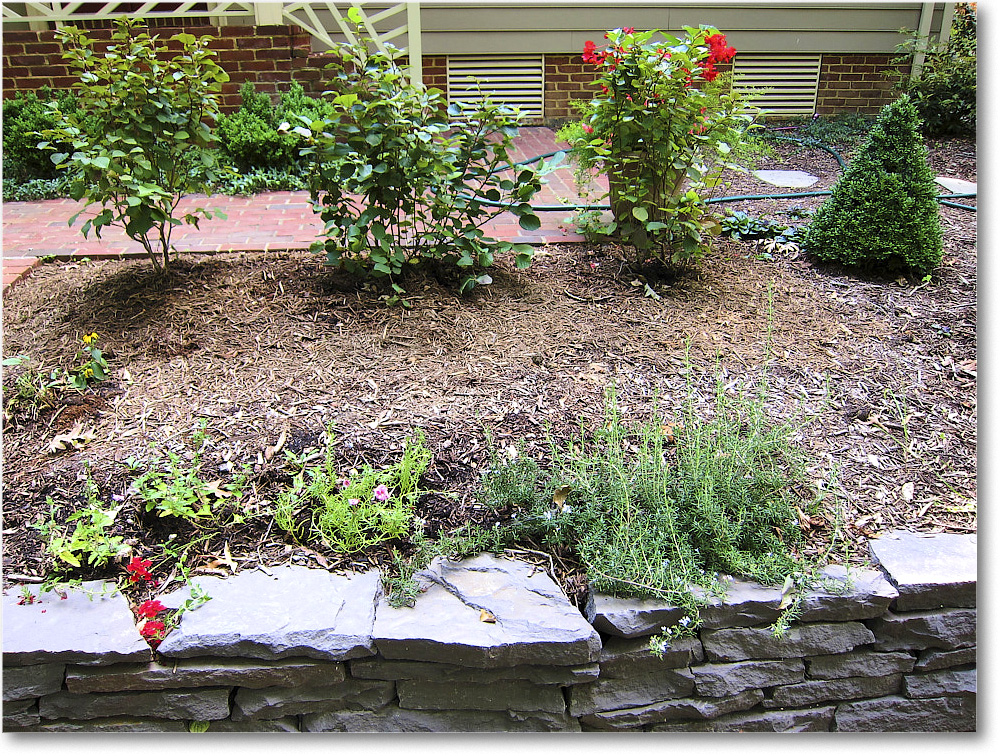 Susie'sGarden_2010Jul_IMG_0237