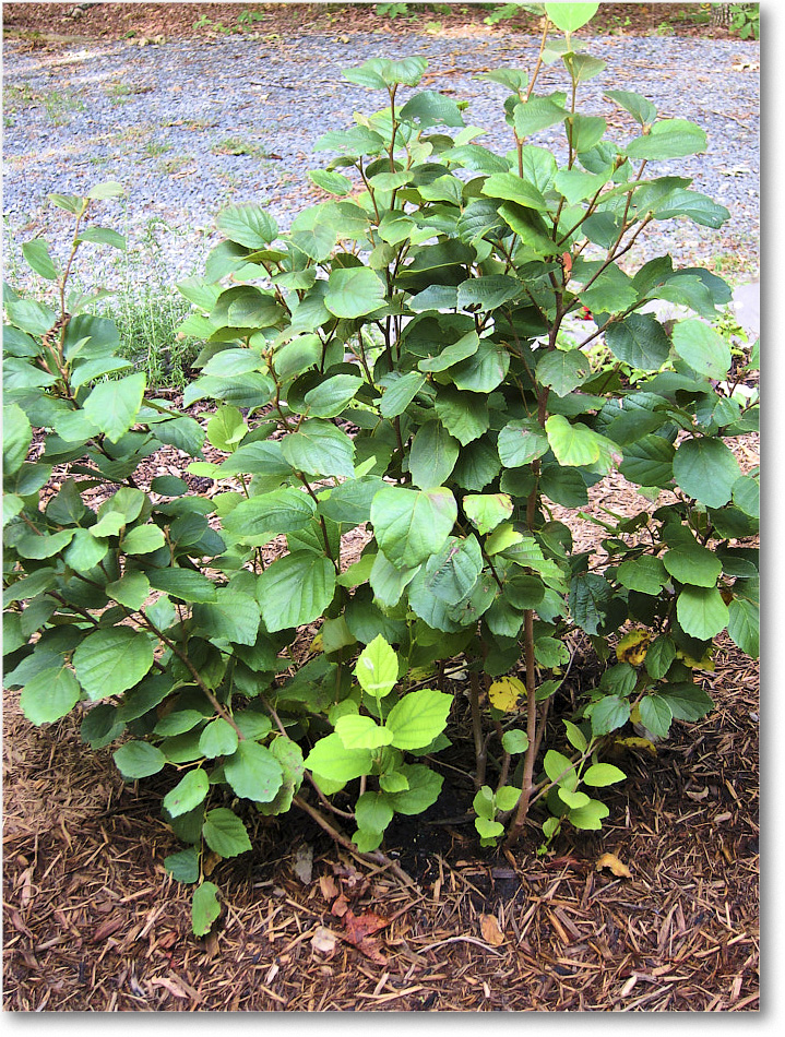 Susie'sGarden_2010Jul_IMG_0238