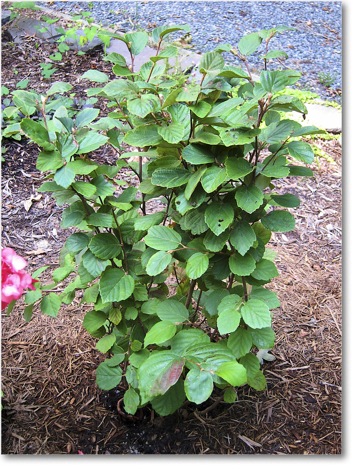 Susie'sGarden_2010Jul_IMG_0239