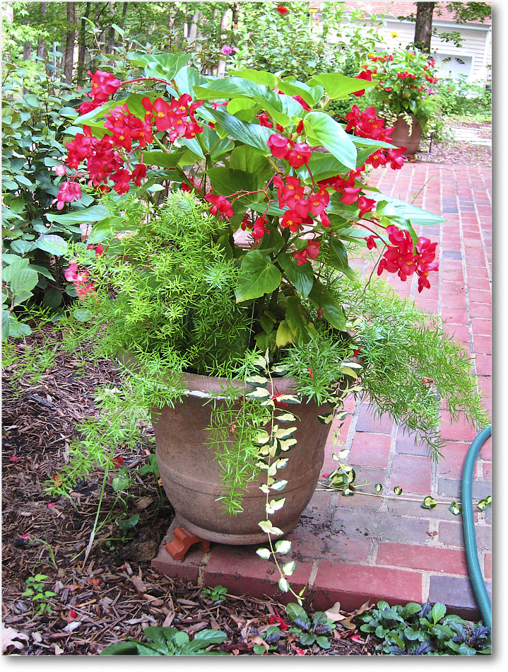 Susie'sGarden_2010Jul_IMG_0240