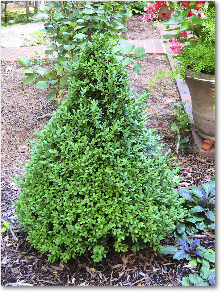 Susie'sGarden_2010Jul_IMG_0241