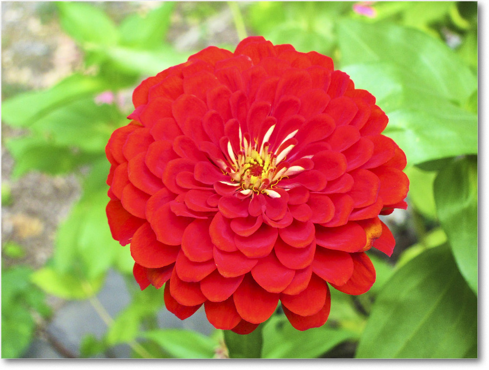 Susie'sGarden_2010Jul_IMG_0243