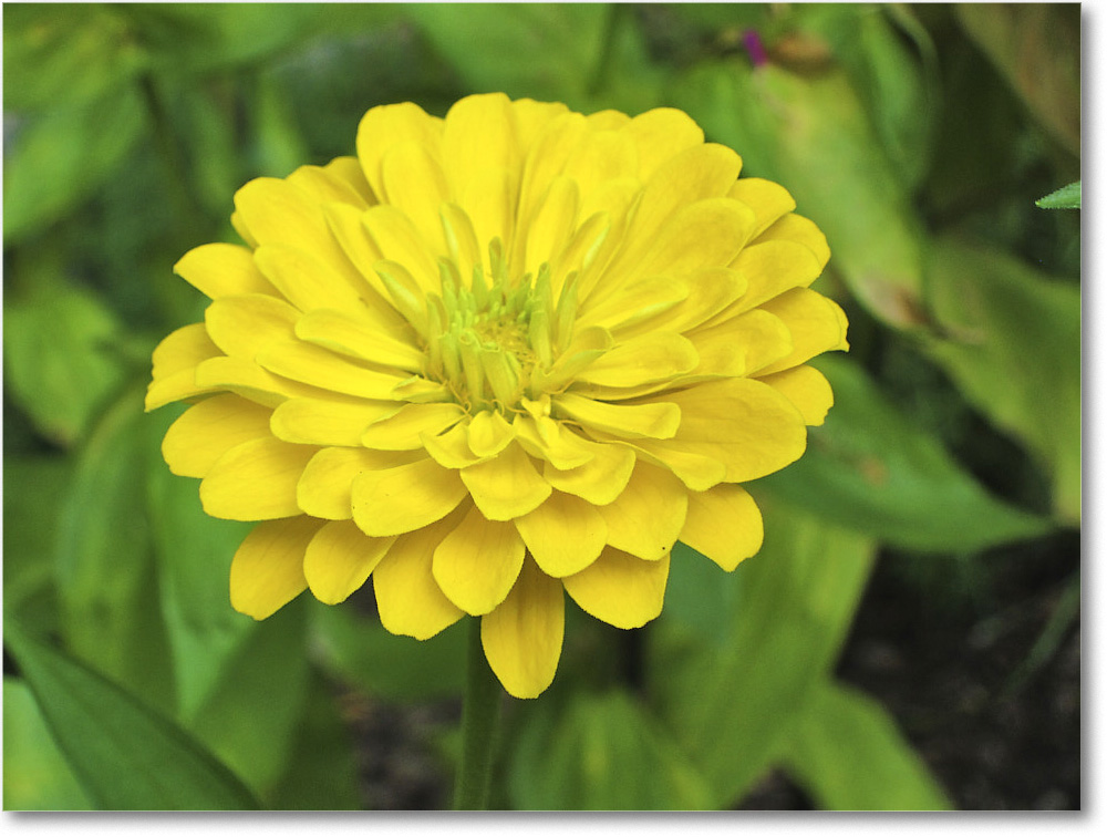 Susie'sGarden_2010Jul_IMG_0244