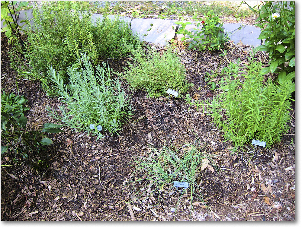 Susie'sGarden_2010Jul_IMG_0247