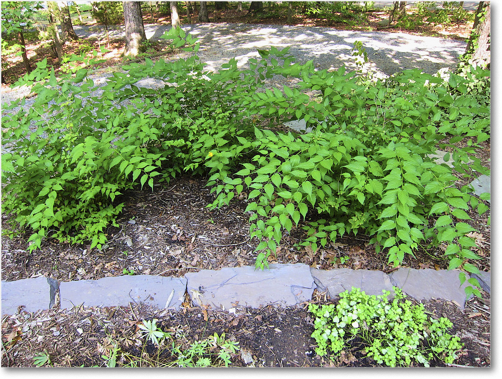 Susie'sGarden_2010Jul_IMG_0250