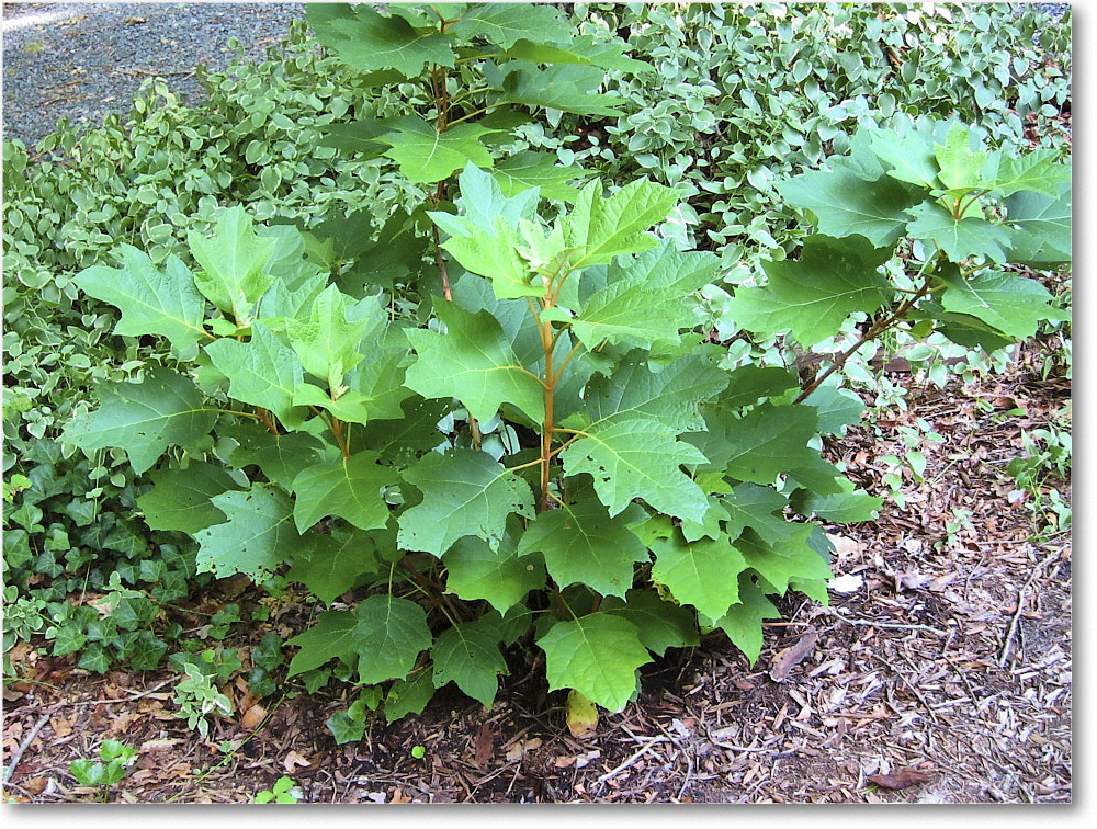 Susie'sGarden_2010Jul_IMG_0251