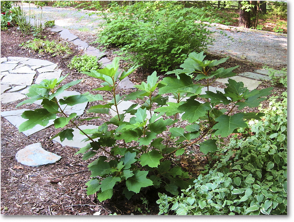 Susie'sGarden_2010Jul_IMG_0254